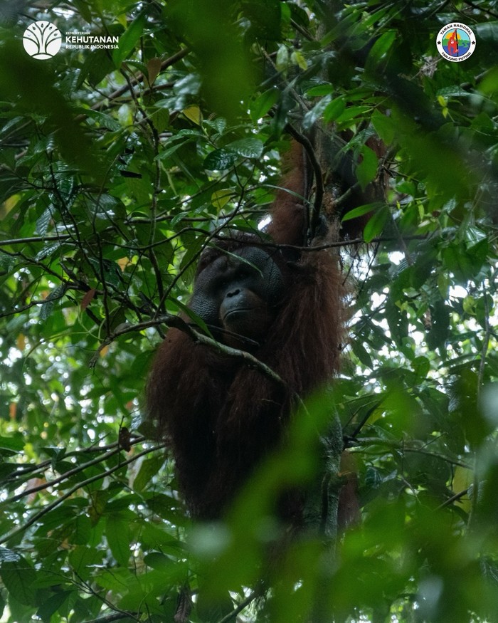 Taman Nasional Tanjung Puting dikenal sebagai habitat alami orang utan Kalimantan. Penambangan emas, penebangan liar, dan kebakaran hutan jadi ancaman besar/Foto: instagram.com/btn_tanjungputing