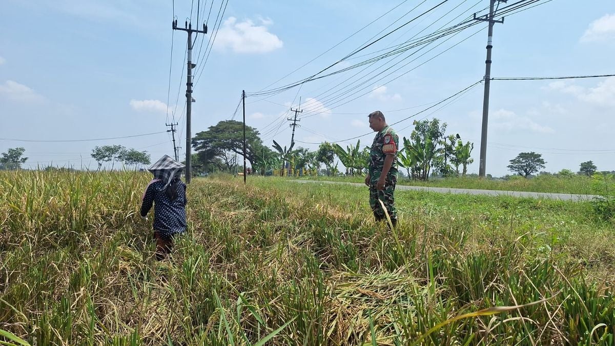 Babinsa Dampingi Panen Plosokerep, Jaga Ketahanan Pangan