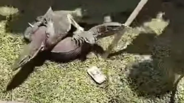 Biawak Muncul dalam Aksi Petisi Penolakan Revitalisasi Tambak Pantura