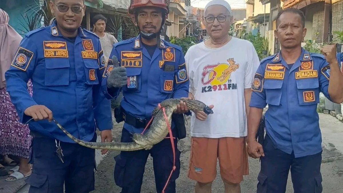 Biawak Raksasa di Indramayu, Damkar Evakuasi