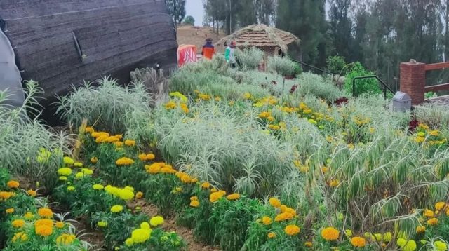 Desa Wisata Wonokitri: Keunikan Bunga Edelweiss Terungkap