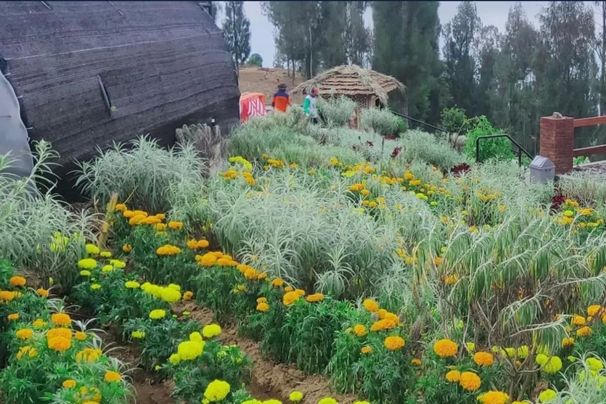 Desa Wisata Wonokitri: Keunikan Bunga Edelweiss Terungkap