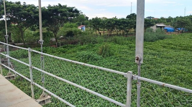 Eceng Gondok Melanda, Warga Nilai Pemdes Jumbleng Lamban