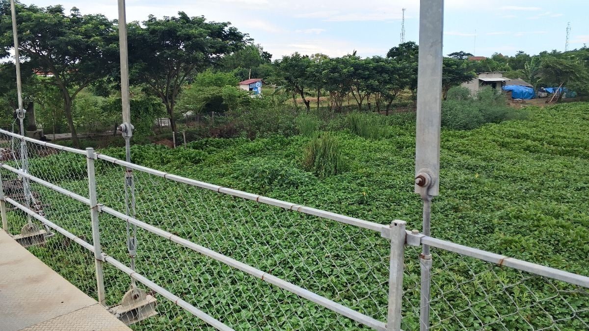 Eceng Gondok Melanda, Warga Nilai Pemdes Jumbleng Lamban