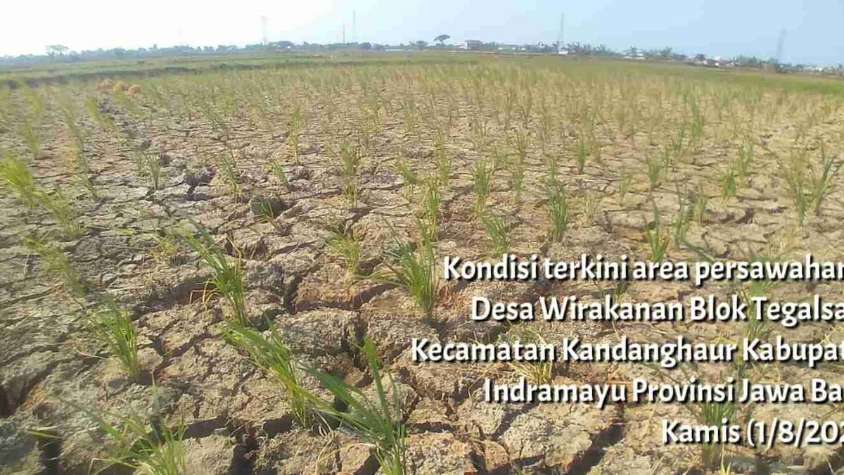 Indramayu Siaga Antisipasi Kekeringan Akibat El Nino di Jabar