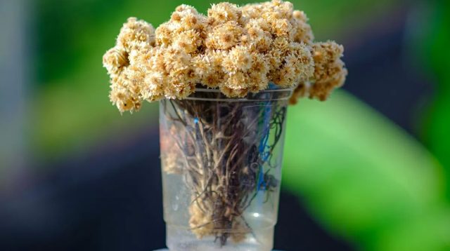 Makna Bunga Edelweiss: Arti Mendalam Edelweiss Wonokitri