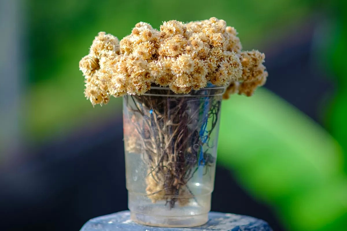 Makna Bunga Edelweiss: Arti Mendalam Edelweiss Wonokitri