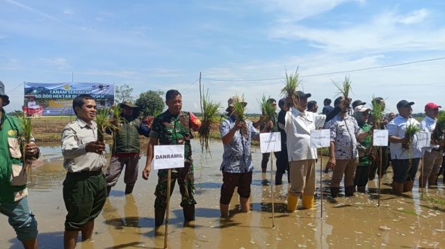 Sinergi Koramil 1613/Terisi dan Kementan Sukses Tanam Serempak 50.000 Ha di Indramayu