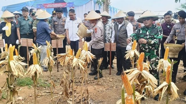 Babinsa Haurgeulis Pantau Panen Jagung Raya, Prabowo Tekankan Ketahanan Pangan
