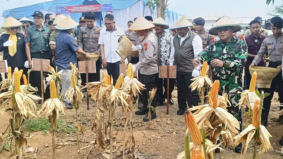 Babinsa Haurgeulis Pantau Panen Jagung Raya, Prabowo Tekankan Ketahanan Pangan