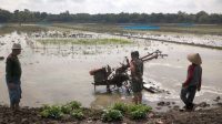 Babinsa Jatisura Olah Lahan MT II Dukung Tanam Cikedung Babinsa Jatisura Olah Lahan MT II Dukung Tanam Cikedung