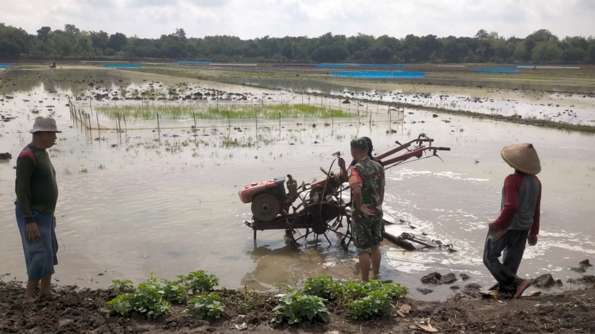 Babinsa Jatisura Olah Lahan MT II Dukung Tanam Cikedung