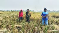 Babinsa Koramil Sliyeg Turun ke Sawah Mendukung Panen Padi untuk Ketahanan Pangan Nasional