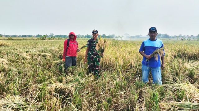 Babinsa Koramil Sliyeg Turun ke Sawah Mendukung Panen Padi untuk Ketahanan Pangan Nasional