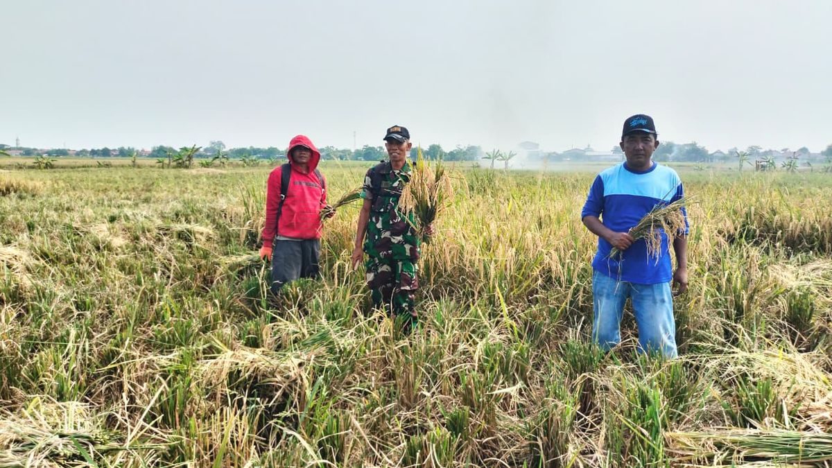 Babinsa Koramil Sliyeg Turun ke Sawah Mendukung Panen Padi untuk Ketahanan Pangan Nasional