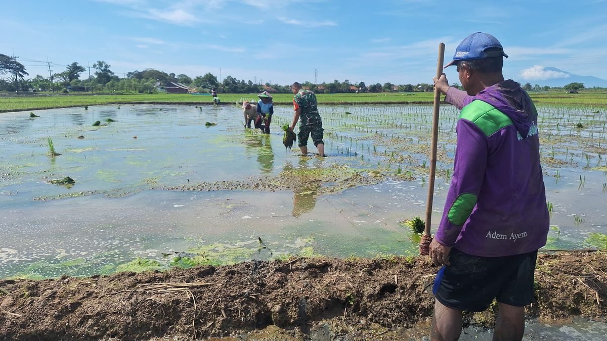 Babinsa Koramil Terisi Dampingi Petani Tanam Padi: Lebih dari Seragam Loreng