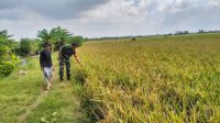 Babinsa Sliyeg Dampingi Petani Indramayu untuk Ketahanan Pangan Nasional Babinsa Sliyeg Dampingi Petani Indramayu untuk Ketahanan Pangan Nasional