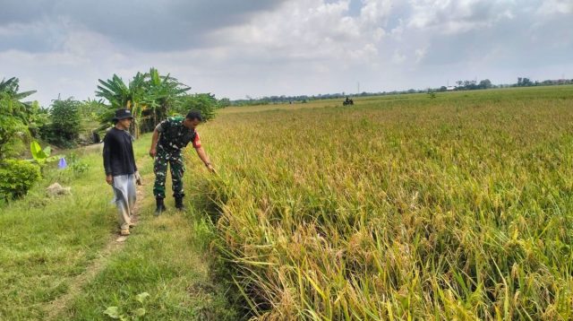 Babinsa Sliyeg Dampingi Petani Indramayu untuk Ketahanan Pangan Nasional