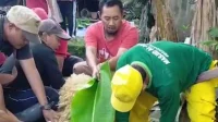 Daging Kurban Indramayu: Warga Manggungan Sambut Penuh Sukacita Daging Kurban Indramayu: Warga Manggungan Sambut Penuh Sukacita