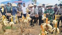 Dukungan Perhutani untuk Panen Jagung Kuartal II 2026 di Indramayu