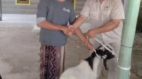 Idul Adha: PT Kawaguchi Berbagi 2 Sapi Kurban untuk Warga Jangga & Jumbleng Idul Adha: PT Kawaguchi Berbagi 2 Sapi Kurban untuk Warga Jangga & Jumbleng