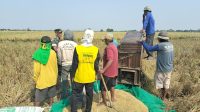 Panen Sawah Juntinyuat Capai 13,92 Ton per Hektare, Hasil Melimpah