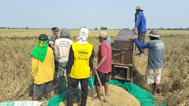 Panen Sawah Juntinyuat Capai 13,92 Ton per Hektare, Hasil Melimpah