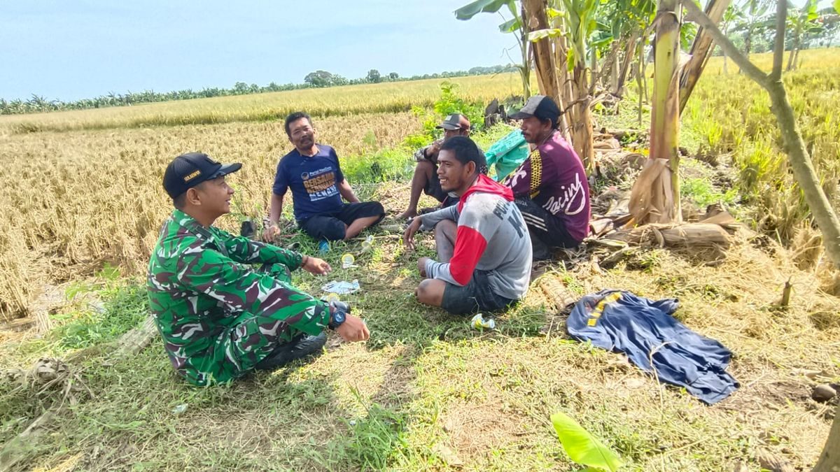 Pelda Sulaeman Kawal Ketahanan Pangan Petani Panen Padi Majasih