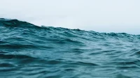 Peneliti Mengungkap Kehidupan Laut Dalam: Limpet Terdalam dan Belut Tanpa Wajah di Samudra Pasifik