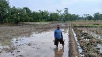 Petani Karangtumaritis Berharap Panen Kedua Tentukan Nasib Musim Tanam