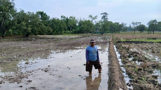 Petani Karangtumaritis Berharap Panen Kedua Tentukan Nasib Musim Tanam
