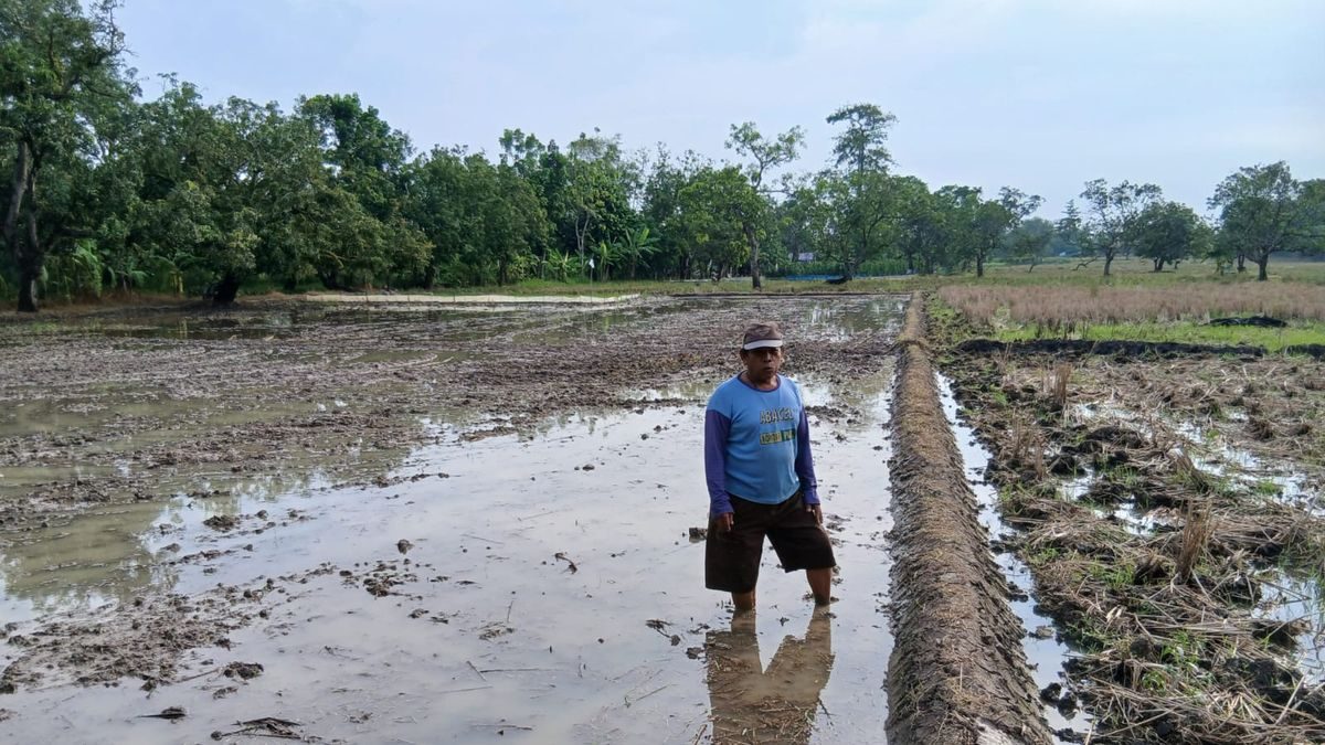 Petani Karangtumaritis Berharap Panen Kedua Tentukan Nasib Musim Tanam