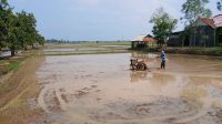 Petani Kejar Panen Memuaskan: Suara Traktor di Cipedang Indramayu