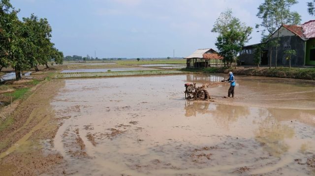 Petani Kejar Panen Memuaskan: Suara Traktor di Cipedang Indramayu