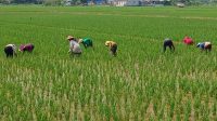 Petani Sukajati Berupaya Keras Lindungi Tanaman demi Panen Melimpah