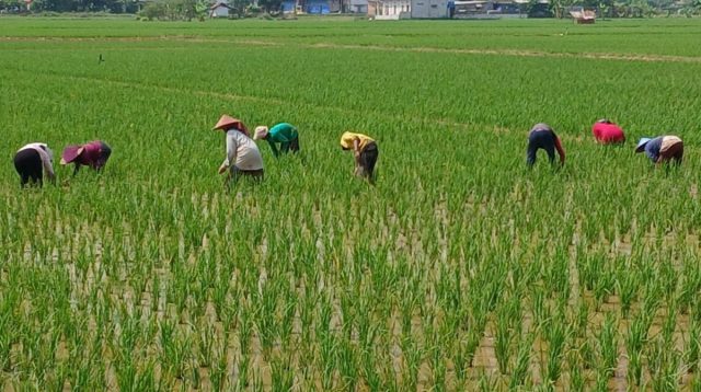 Petani Sukajati Berupaya Keras Lindungi Tanaman demi Panen Melimpah