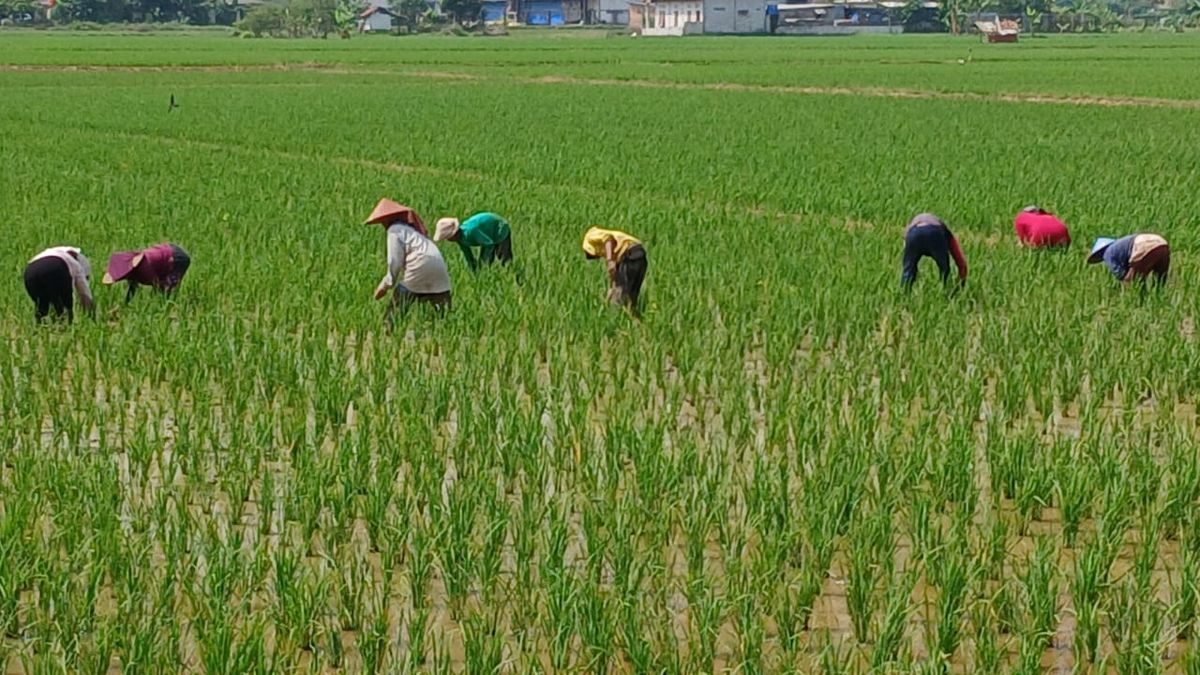 Petani Sukajati Berupaya Keras Lindungi Tanaman demi Panen Melimpah