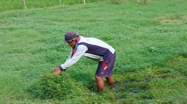 Peternak Kambing Haurgeulis: Rumput Melimpah Tingkatkan Produktivitas & Keuntungan