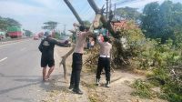 Pohon Tumbang Pantura Lohbener Ganggu Lalu Lintas, Pengendara Waspada