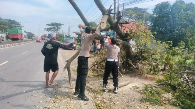 Pohon Tumbang Pantura Lohbener Ganggu Lalu Lintas, Pengendara Waspada