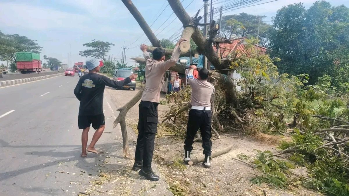 Pohon Tumbang Pantura Lohbener Ganggu Lalu Lintas, Pengendara Waspada
