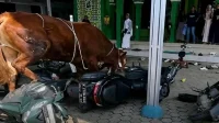 Sapi Kurban Mengamuk di Indramayu: Akhir Kisah Warga Ketakutan