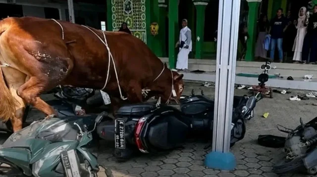 Sapi Kurban Mengamuk di Indramayu: Begini Akhirnya