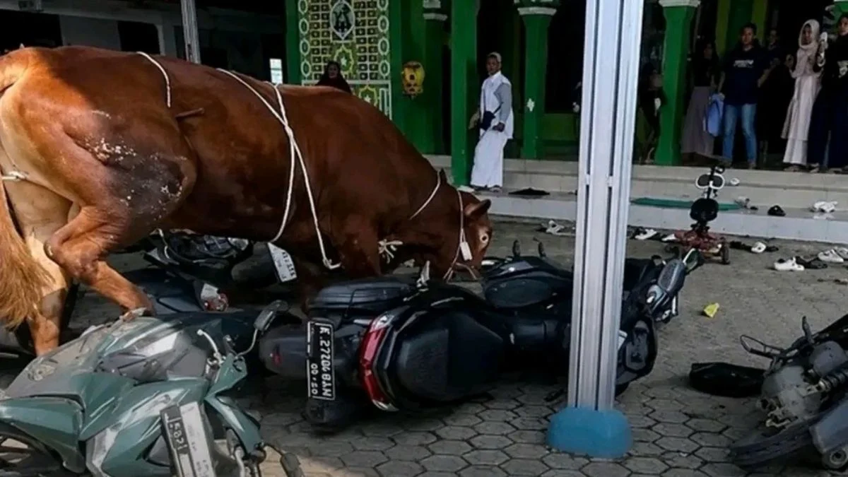 Sapi Kurban Mengamuk di Indramayu: Begini Akhirnya