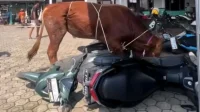 Sapi Kurban Ngamuk Rusak Motor Warga di Rancakitiran Kroya