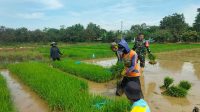 Serda Wawan Bantu Petani Cikawung Kejar Panen Maksimal di Lumpur Sawah
