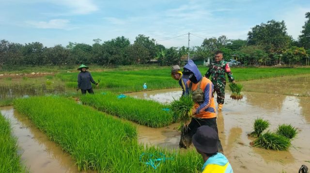 Serda Wawan Bantu Petani Cikawung Kejar Panen Maksimal di Lumpur Sawah