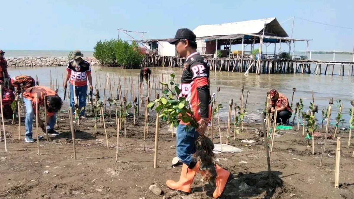 1.000 Mangrove di Indramayu: MPC Pemuda Pancasila Hijaukan Pantai Sambut Hari Pancasila