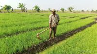 75% Petani Bawang Merah Patrol Keluhkan Hama Massal, Terancam Gagal Panen 75% Petani Bawang Merah Patrol Keluhkan Hama Massal, Terancam Gagal Panen