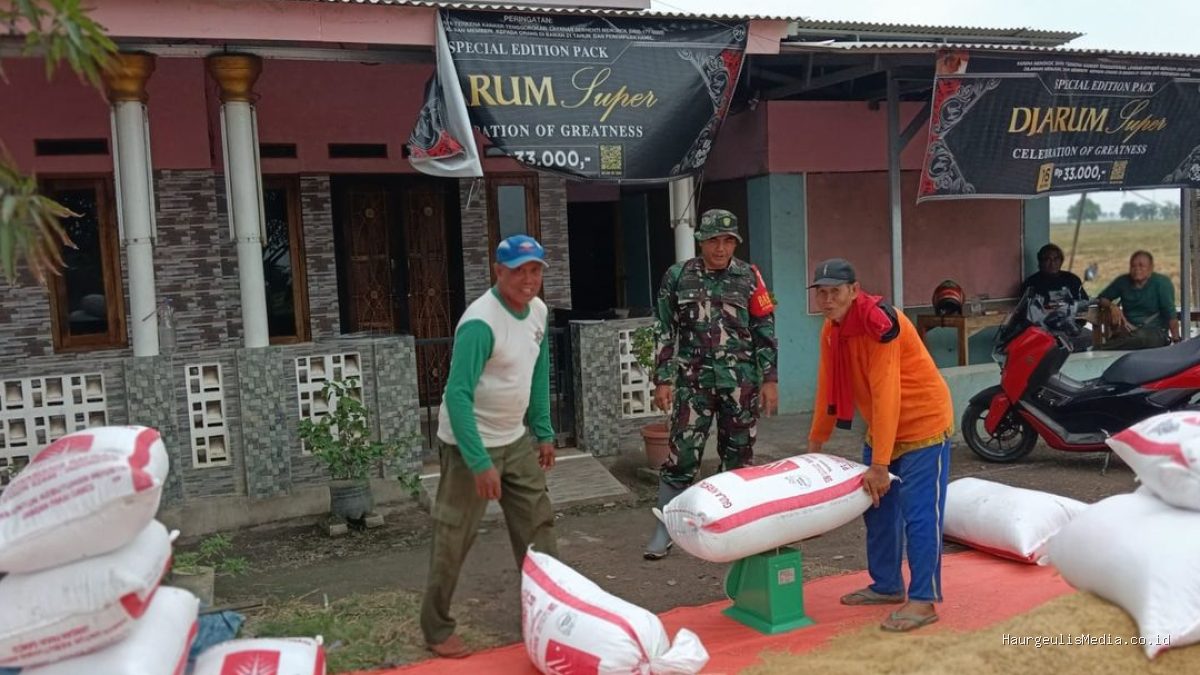 Babinsa Dampingi Panen Padi Sumuradem: Ukur Hasil Tani untuk Kesejahteraan